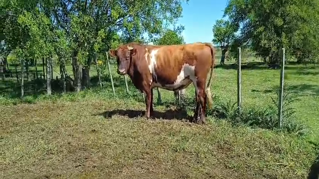 Lote (Vendido)Toros a remate en #50 Pantalla Carmelo 550kg -  en PARADA SUAREZ