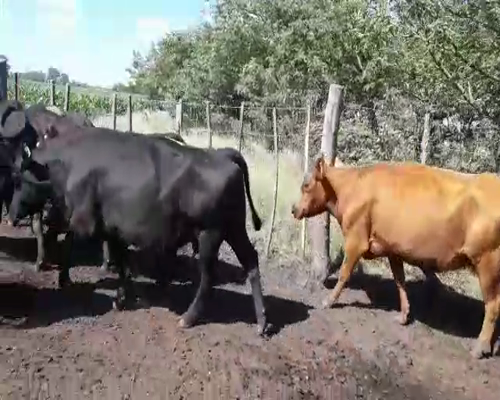 Lote 7 Vacas Angus para Imvernada de 430 Kg, en Las Flores, PBA