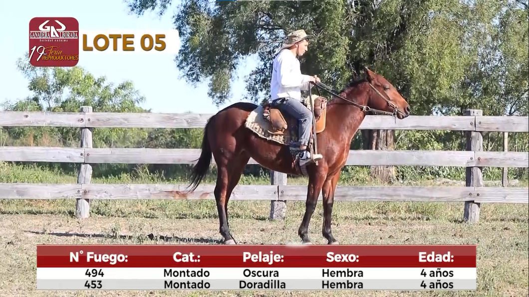 Lote Reproductores de Alborada - Lote 5