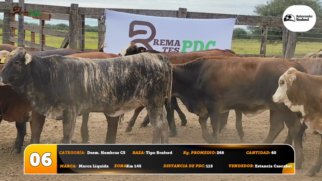 Lote Desm. Hembras C5