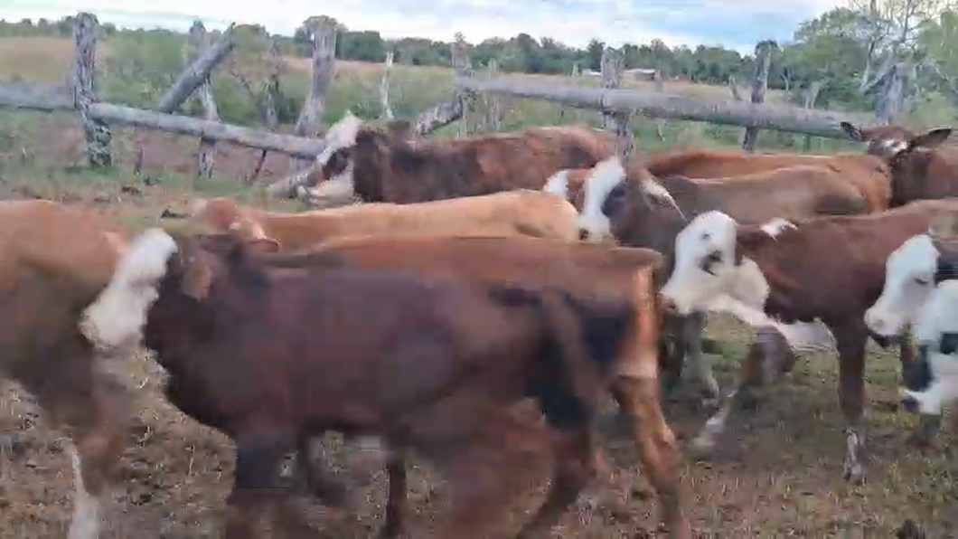 Lote 30 Terneros/as en Corrientes, Empedrado