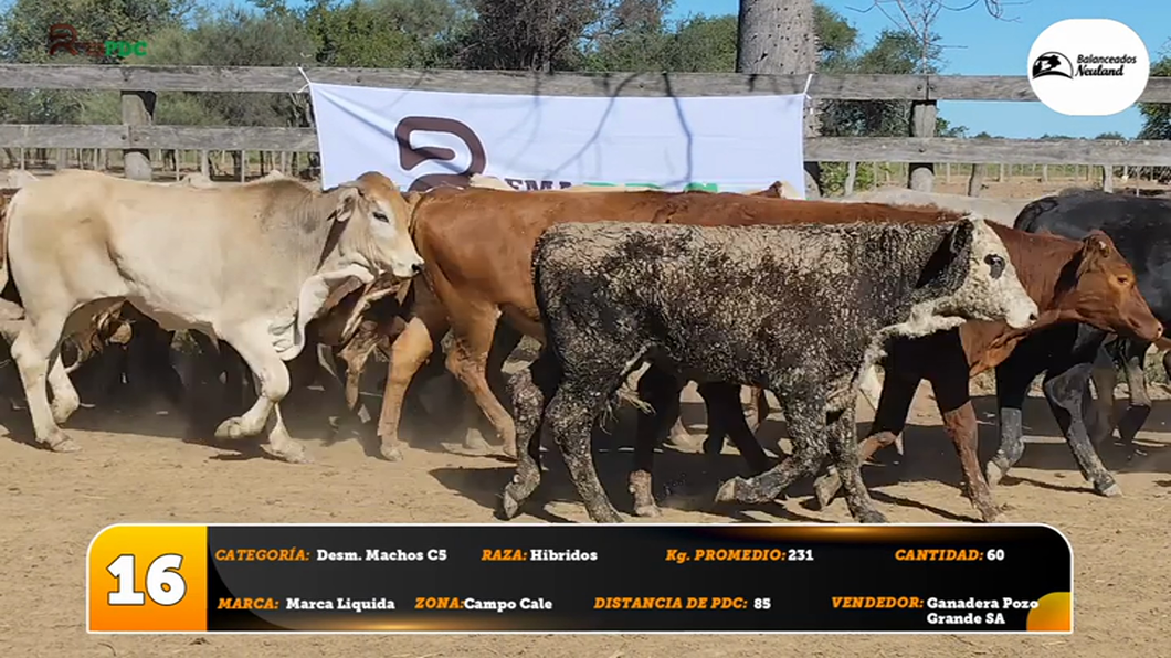 Lote Desm. Machos C5
