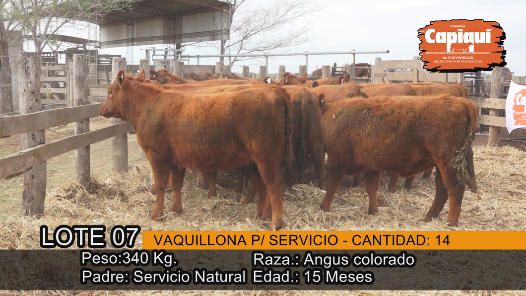 Lote VAQUILLONAS PARA SERVICIO