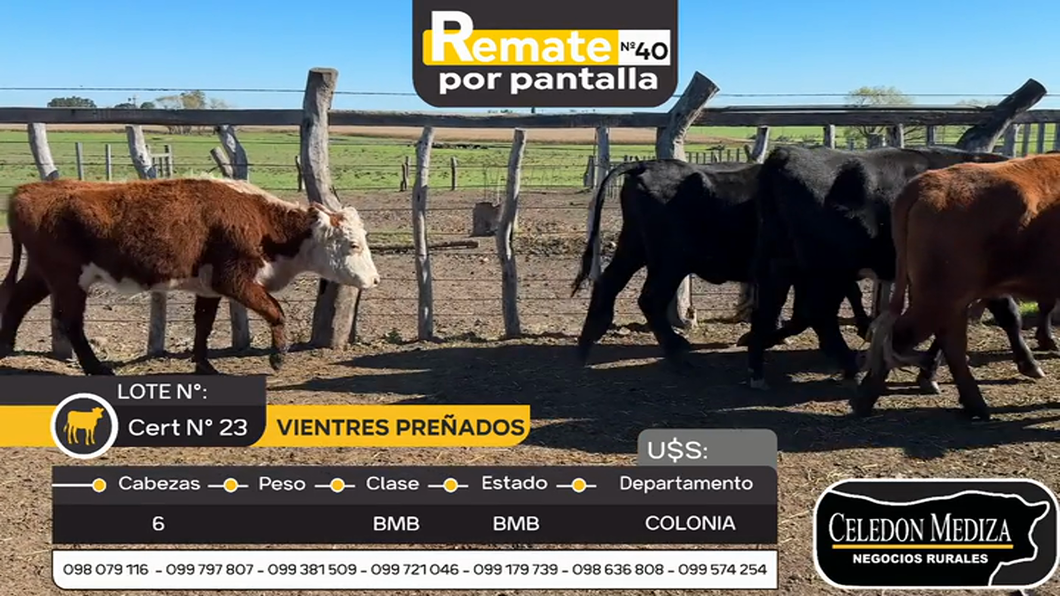 Lote 6 Vaquillonas preñadas en La Horqueta, Colonia