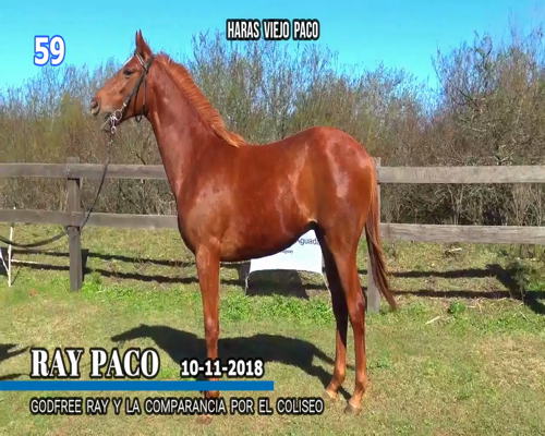 Lote RAY PACO