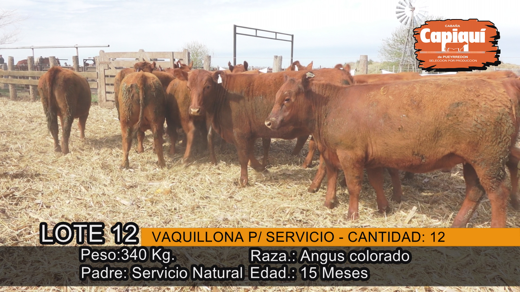 Lote VAQUILLONAS PARA SERVICIO