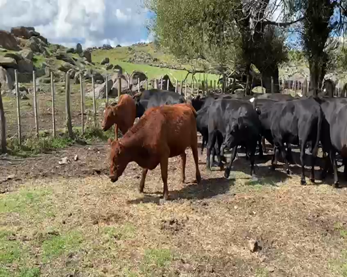 Lote 35 Vacas vacías