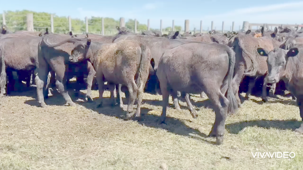 Lote 140 Terneras