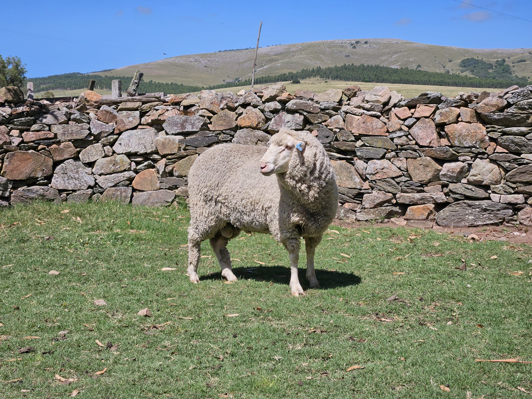 Lote Carneros a remate en Subasta Online - Nambi Guasu, Lavalleja