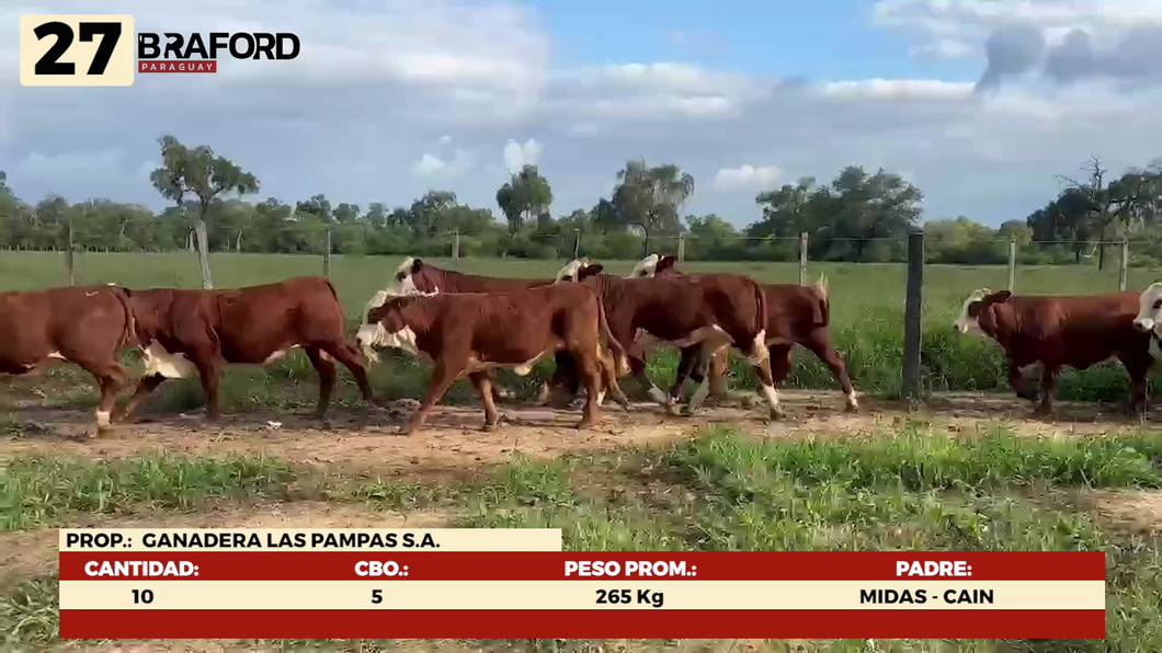Lote LOTE 27