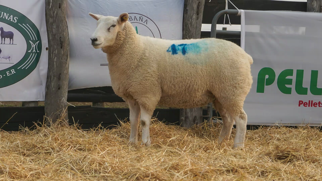 Lote TEXEL HEMBRA