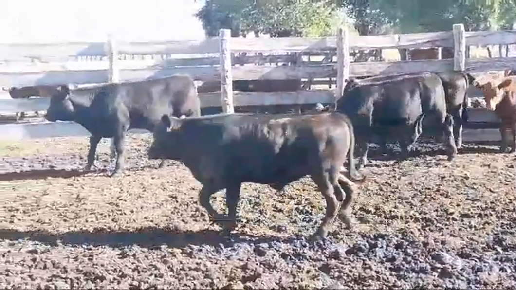 Lote 5 Terneros ANGUS a remate en #42 Pantalla Carmelo  200kg -  en EL CHILENO