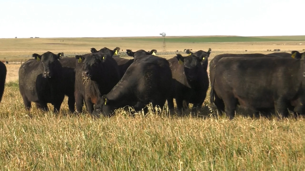 Lote VACAS  ANGUS NEGRAS   P. CONTROLADAS C/ GTIA DE PREÑEZ