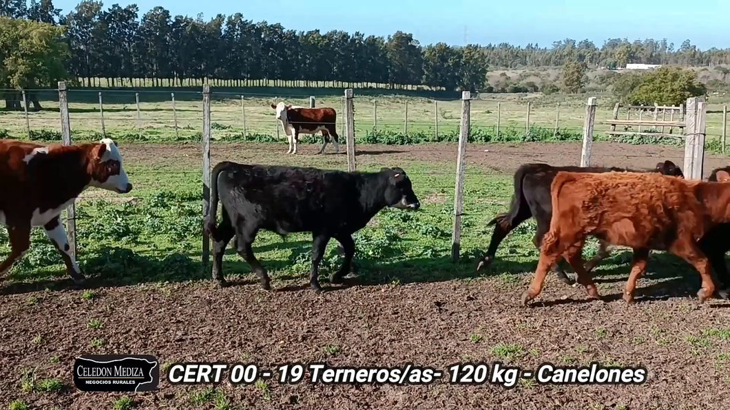 Lote 19 Terneros y Terneras en Canelones