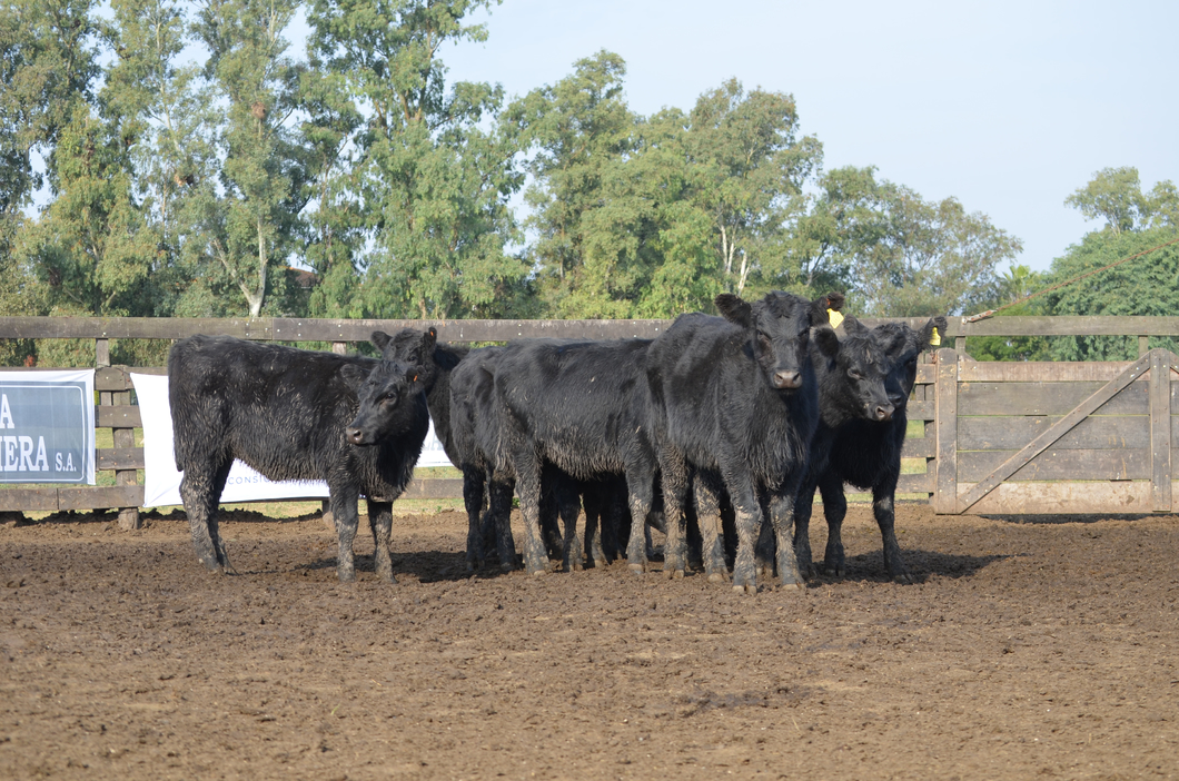 Lote ESTANCIA LA CONCHERA DE LA CONCHERA SA: 10 TERNERAS GENERALES NEGRAS