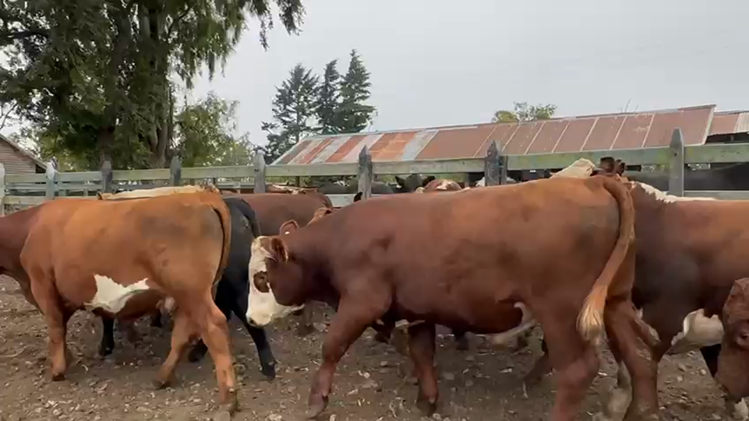 Lote 44 Novillo Gordo en Osorno, X Región Los Lagos