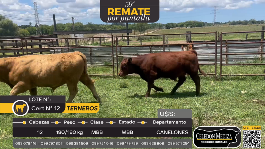 Lote 12 Terneros en Canelón Chico, Canelones