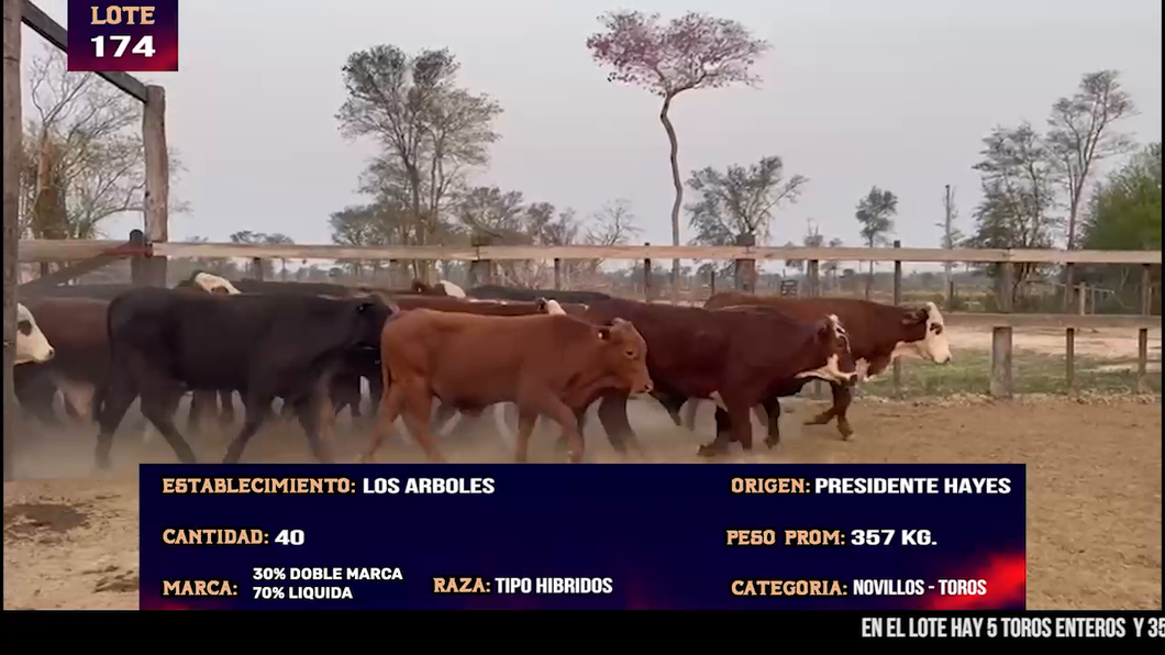 Lote LOTE 174 -  5 TOROS Y 35 NOVILLOS CBO 1