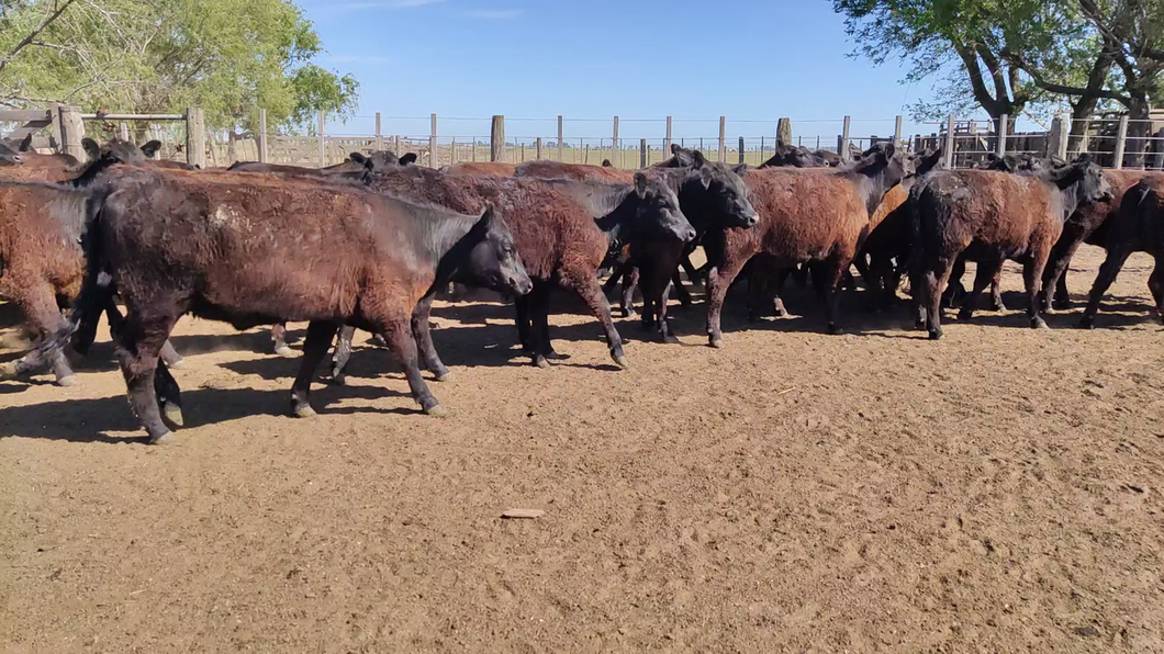 Lote 48 Terneras en Lincoln, Buenos Aires