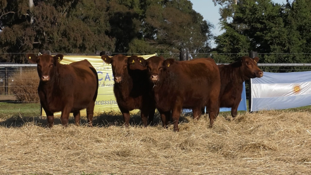 Lote VAQUILLONAS ANGUS PURO CONTROLADAS