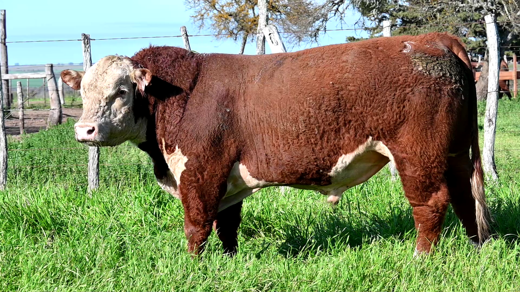 Lote 3 Toros POLLED HEREFORD a remate en Los Novilleros, Montevideo