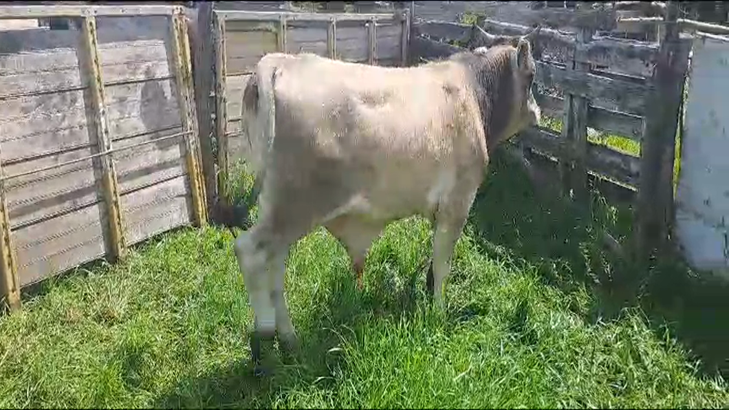 Lote Toros CRUZA a remate en 9° Entre Martillos 350kg -  en CARRETON