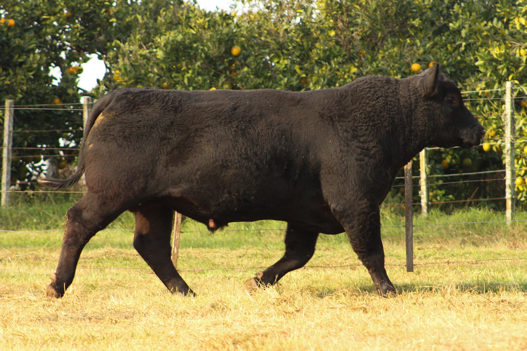 Lote CABAÑA COEMBOTÁ: RP 637