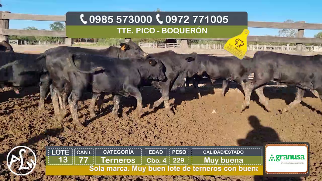 Lote (Vendido)77 Terneros Cbo 4 a remate en Agroganadera LA HUELLA, Boquerón