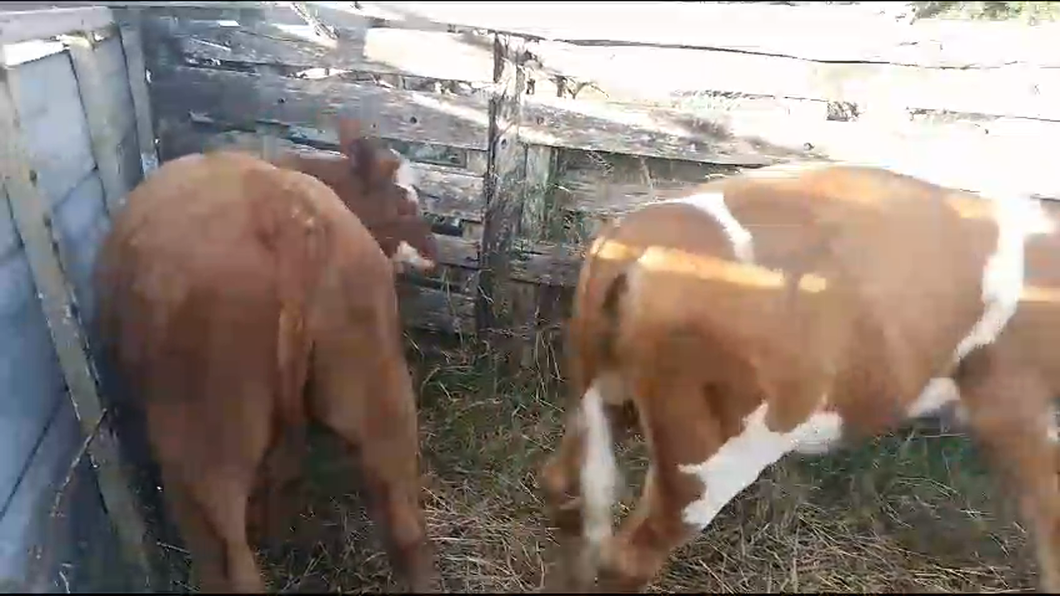 Lote 4 Terneros y Terneras Hereford a remate en Ultima Pantalla del Año - Escritorio Camy en Bañado