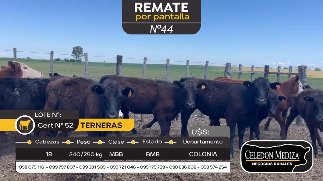 Lote 18 Terneras en Colonia