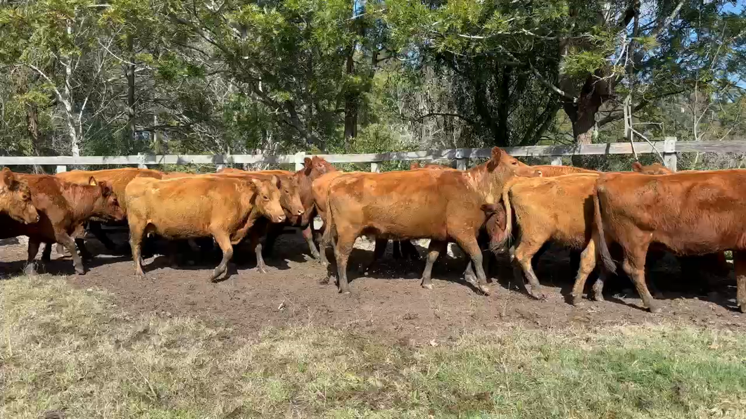 Lote 21 Vientres Preñados SA en José Ignacio, Maldonado