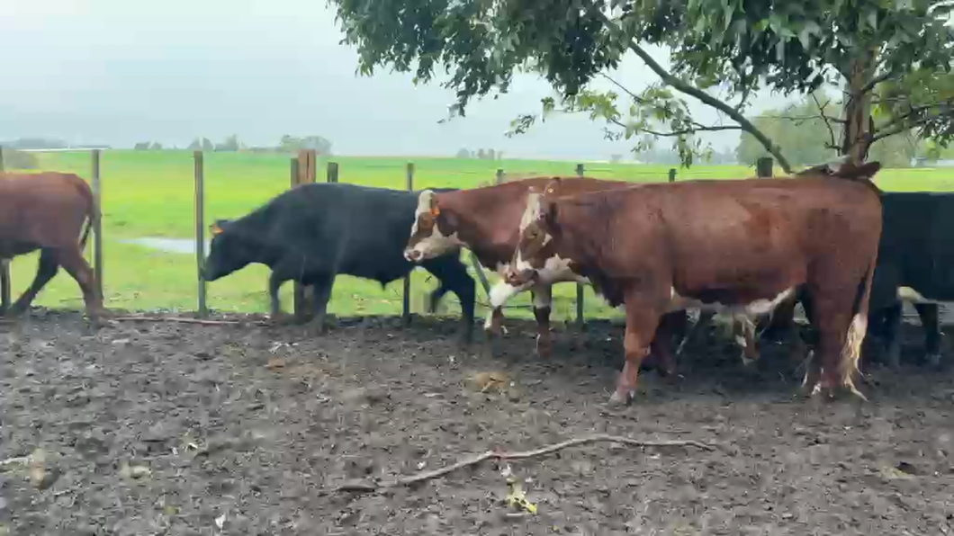 Lote NOVILLOS 1 a 2 AÑOS