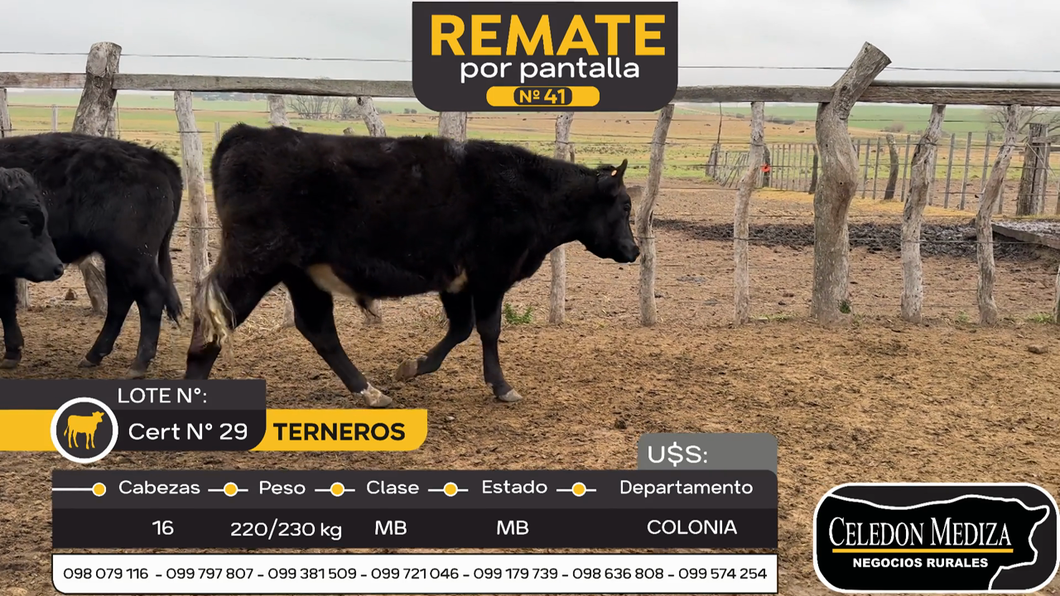 Lote 16 Terneros en La Horqueta, Colonia