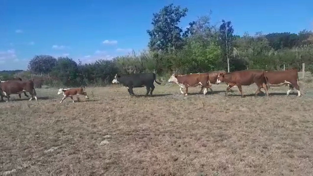 Lote 48 Vaquillonas Vacas Preñadas en Canelón Chico, Canelones