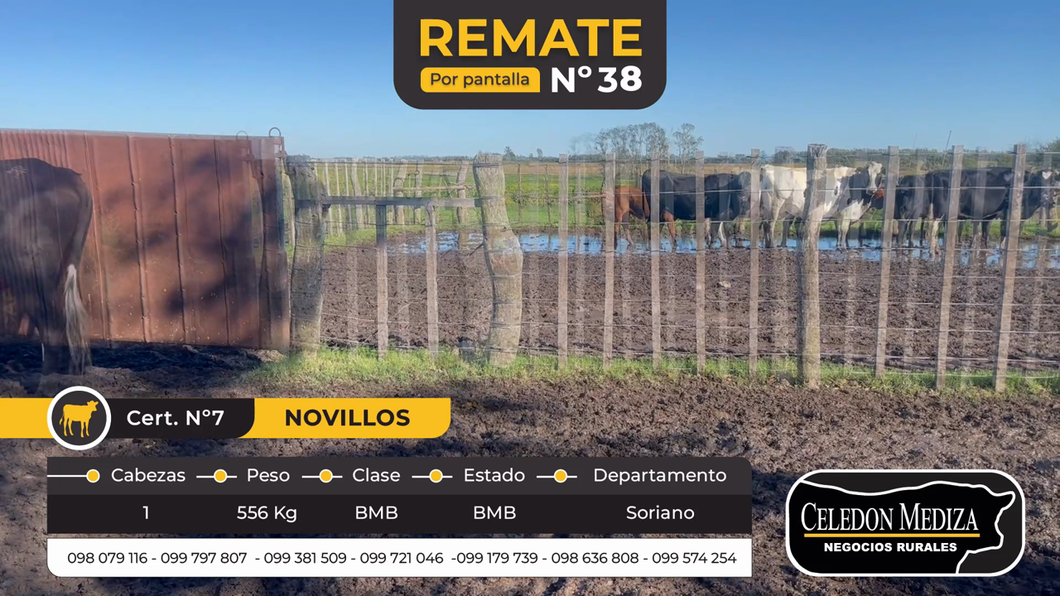 Lote 1 Novillos en Soriano