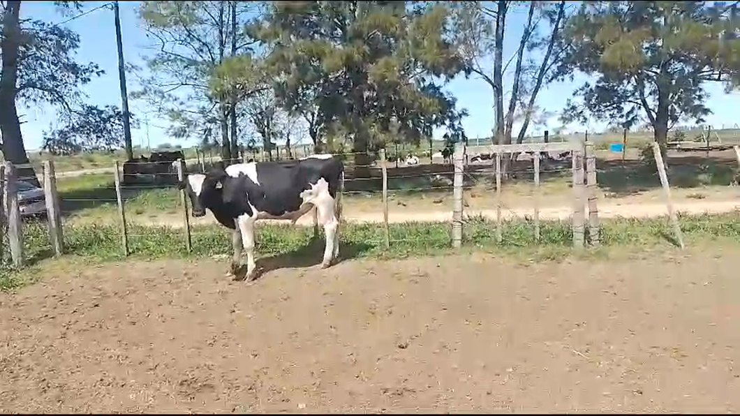 Lote Toros Holando a remate en Remate por pantalla de la Exposición de San José en Bañado