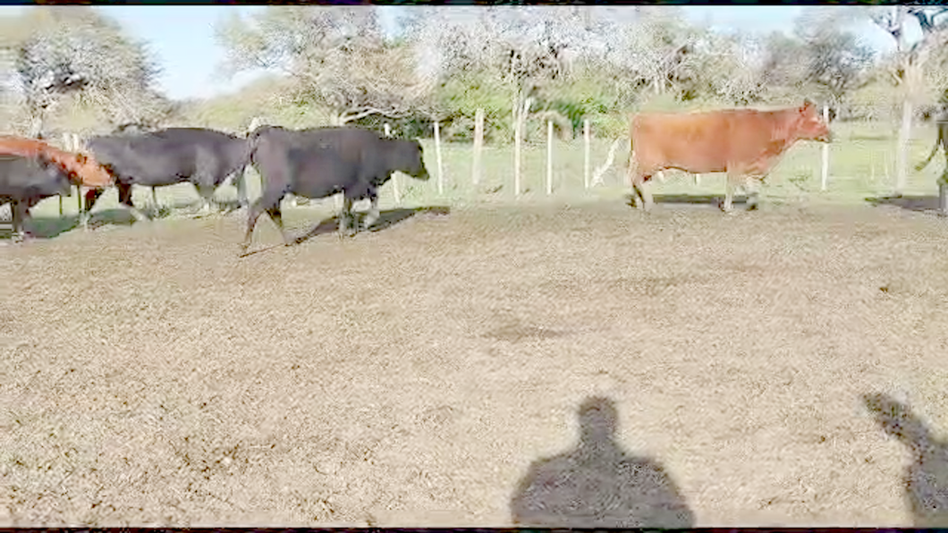 Lote 74 Vacas de invernar en Laguna Paiva, Santa Fe