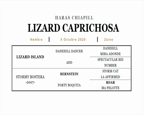 Lote LIZARD CAPRICHOSA (LIZARD ISLAND - STORMY BOSTERA)