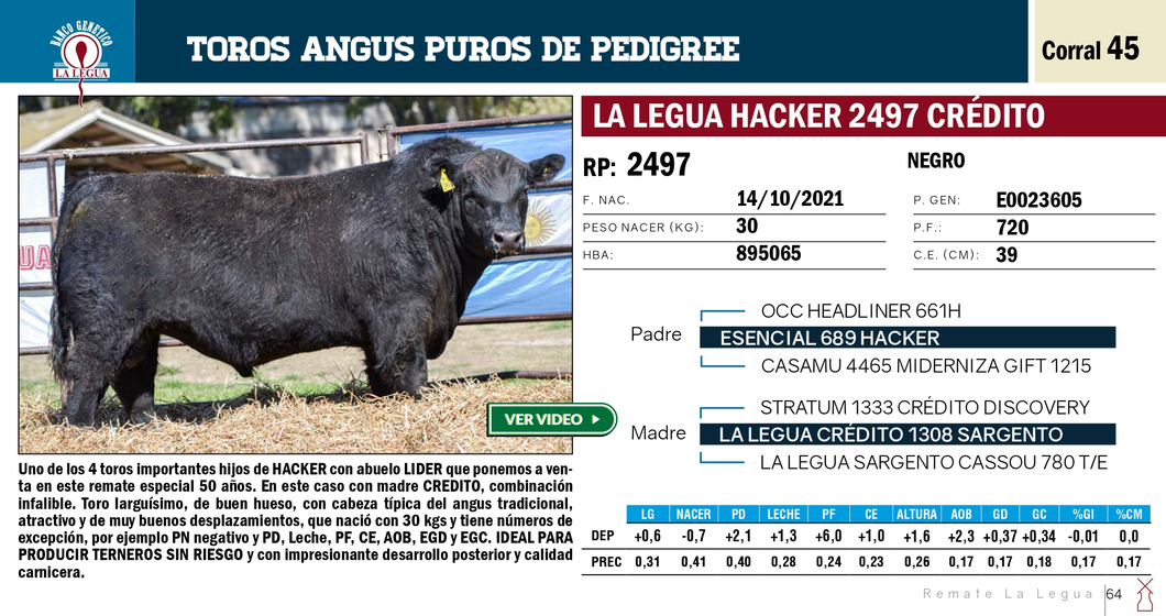 Lote TOROS ANGUS PP