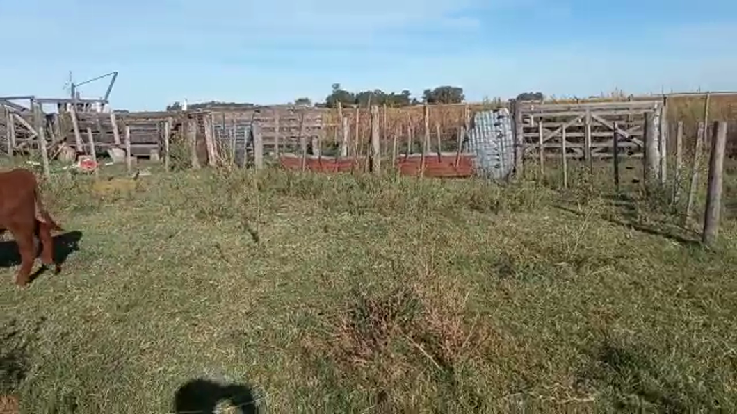 Lote 8 Terneros en Daireaux, Buenos Aires