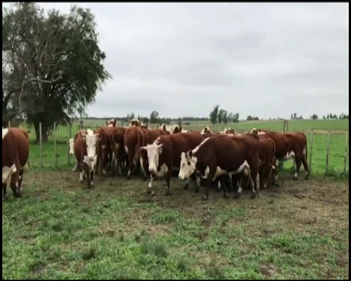 Lote 35 Vaquillonas Vacas Preñadas 100 % HE... a remate en EXPO NACIONAL HEREFORD 500kg - , Soriano