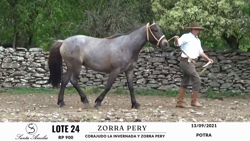 Lote ZORRA PERY