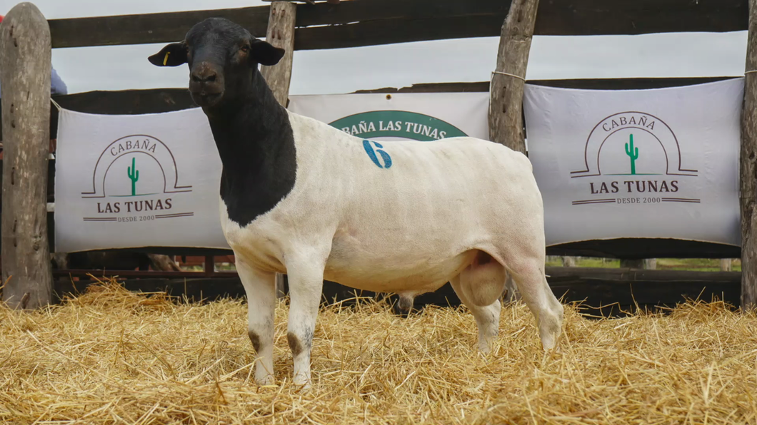 Lote DORPER MACHO