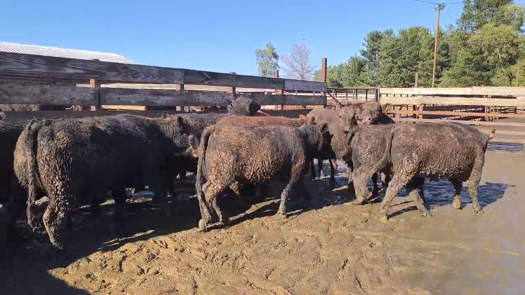 Lote 20 Vaquilla Gorda en Los Ángeles, VIII Región Biobío