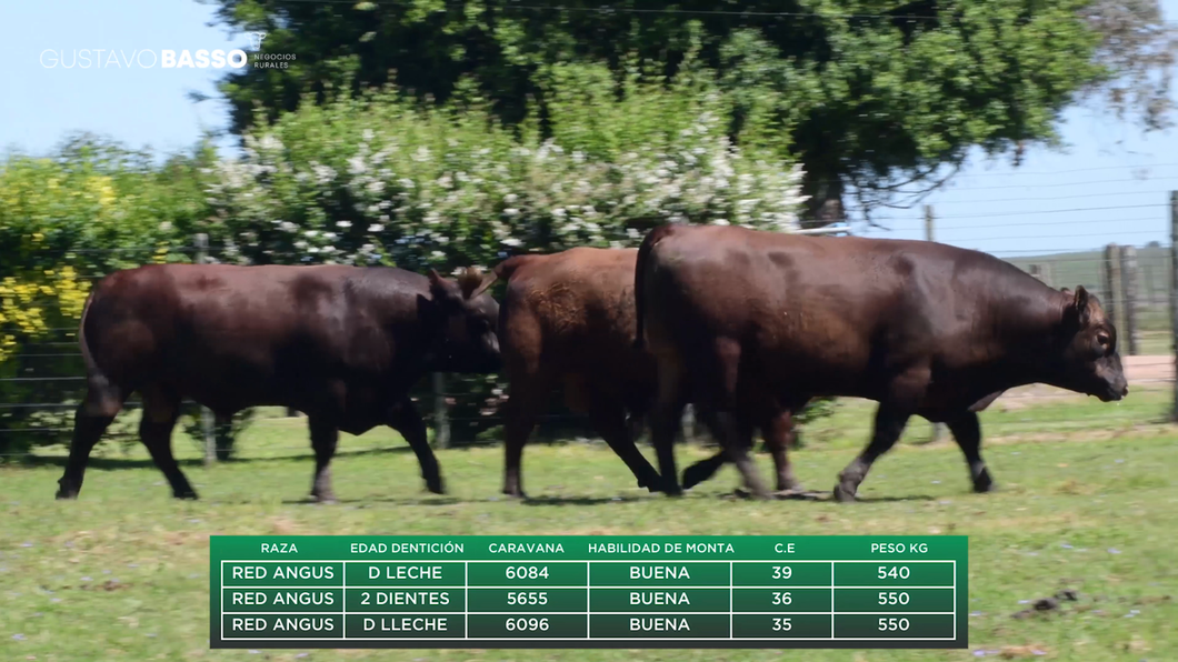 Lote 3 Toros a remate en Remate Cabaña San Jose, Cerro Largo