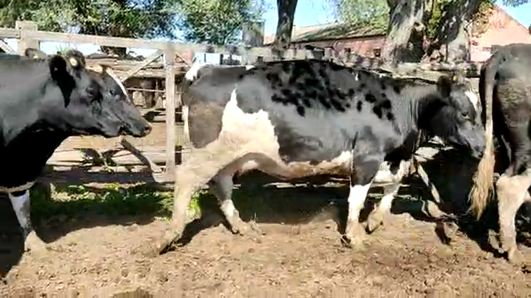 Lote Vacas Preñadas - La Juanchesca