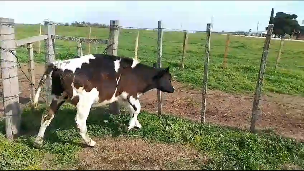 Lote Terneros Holando a remate en Aniversario 115 Años - Camy 140kg -  en Mundo Azul