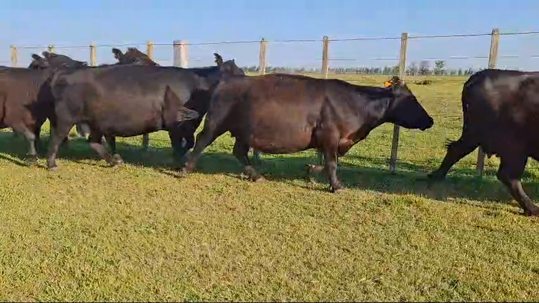 Lote 7 Vacas preñadas 5 AA,  2 AAxHE a remate en 26° Remate Anual 505kg -  en BALTASAR BRUM