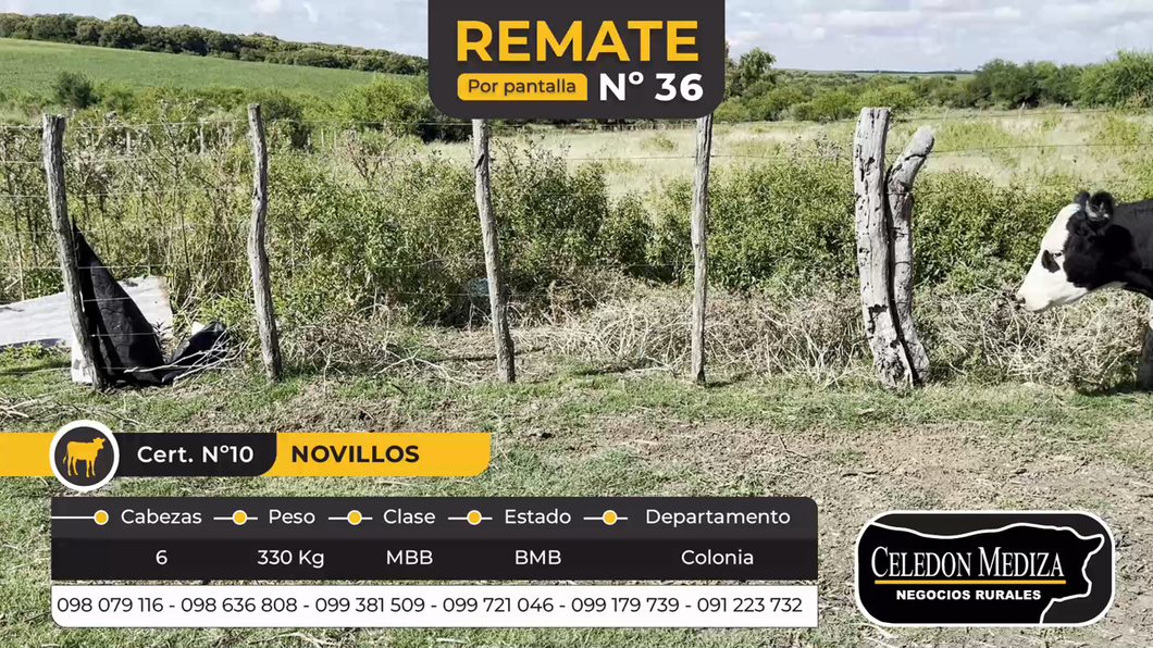 Lote 6 Novillos 1 a 2 años en Las Víboras, Colonia