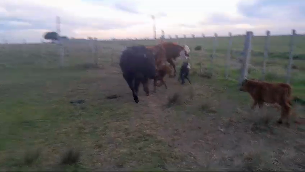 Lote 6 Piezas de cría Hereford y Angus a remate en Pantalla Camy, San José